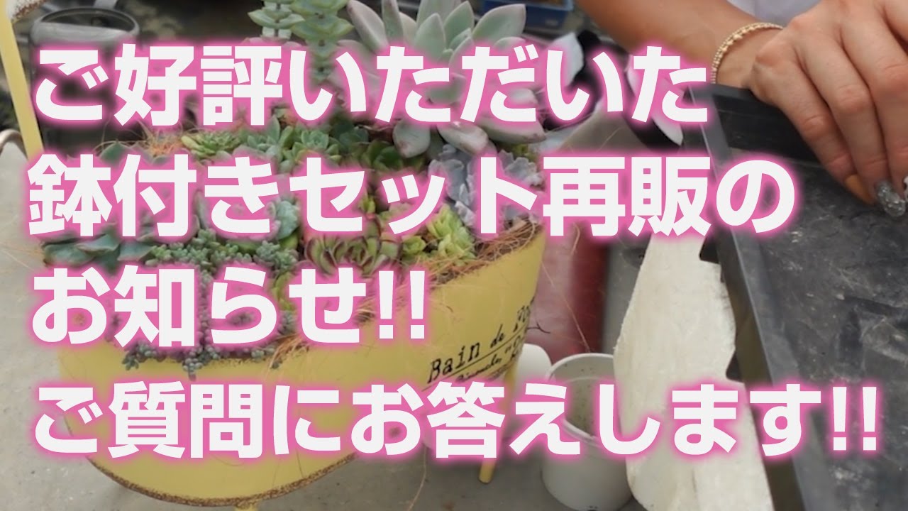多肉植物】ご好評いただいた鉢付きセット再販のお知らせ!!ご質問に