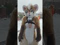 Не впускают домой  #фурри #фурсьют #fursuit #fursuiter #фурсьютер #косплей