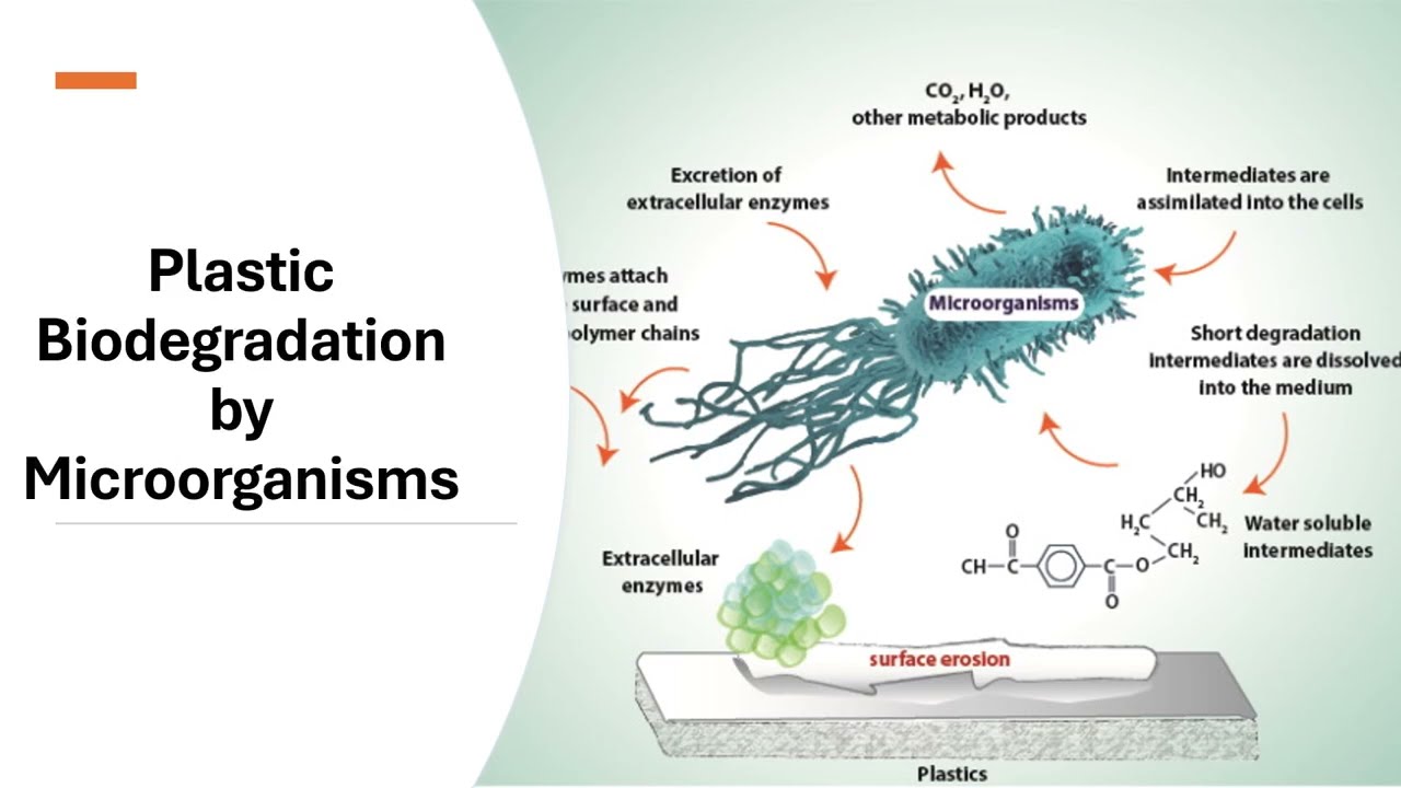 Plastic Biodegradation by Microorganisms