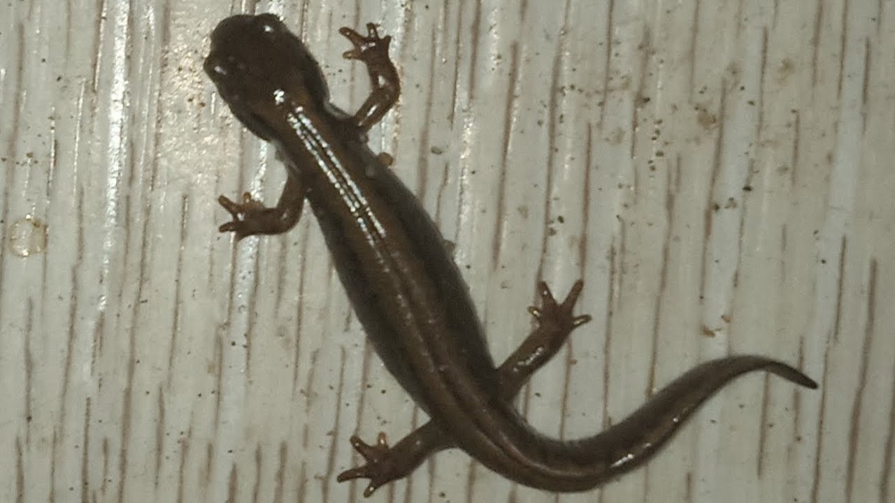 суп с тритона (ящерицы) - YouTube