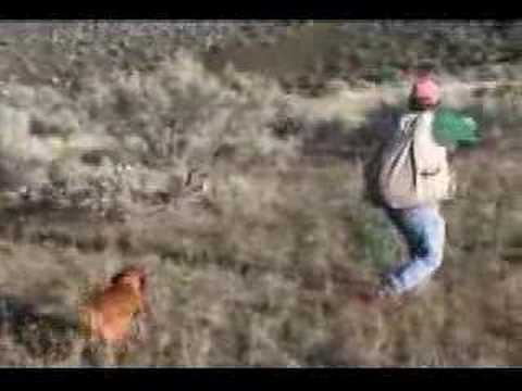 A Fistful of Chukars