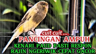 Suara Pancingan Burung Kenari Paud Belajar Bunyi Agar Rajin Ngeriwik Cepat Gacor