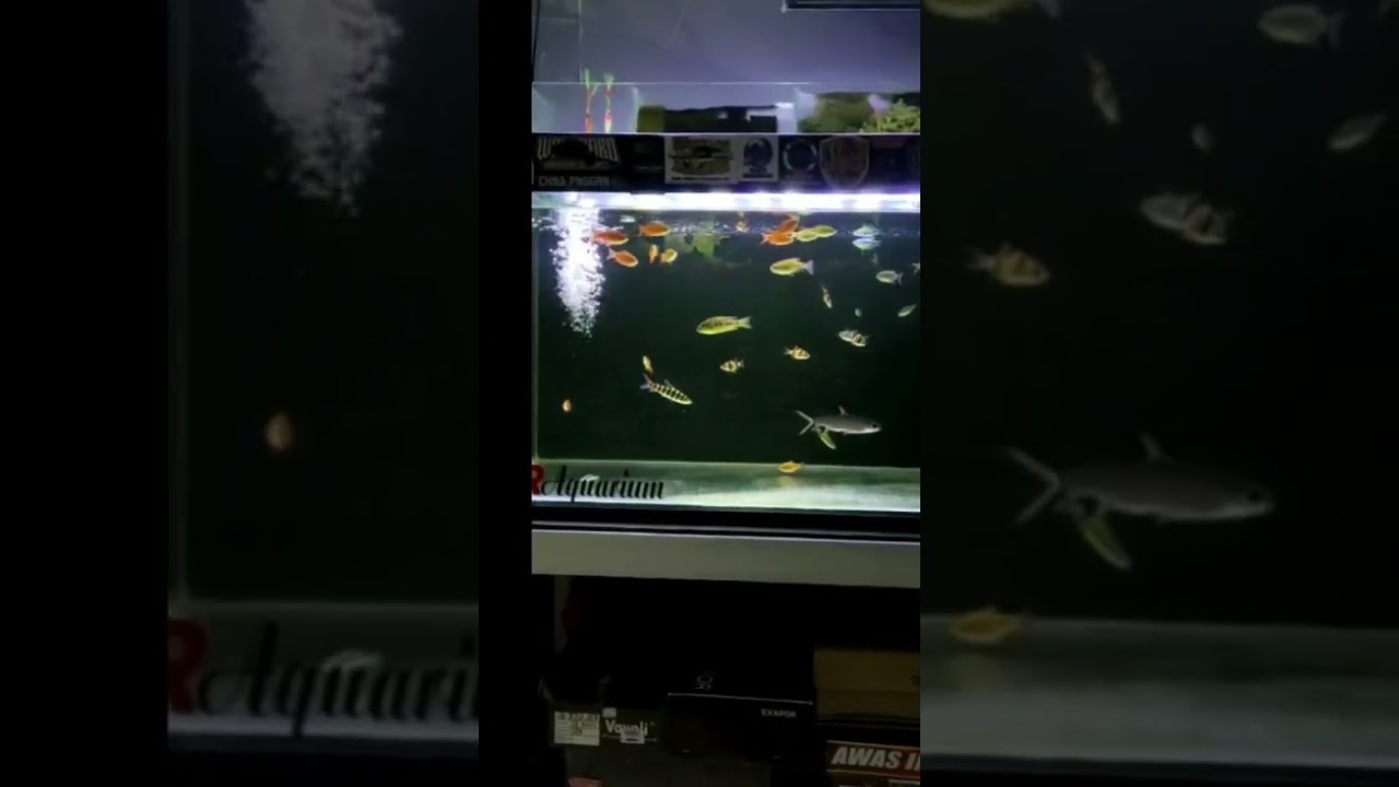 sambat sek... terima kasih sudah subscriber..