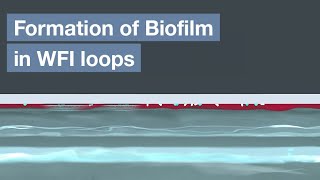 Formation of Biofilm in WFI loops
