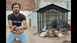 Pigeon Ne Bachay Kha Liye