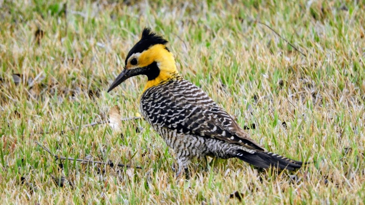 Pica-pau-do-campo /  Colaptes campestris 😃