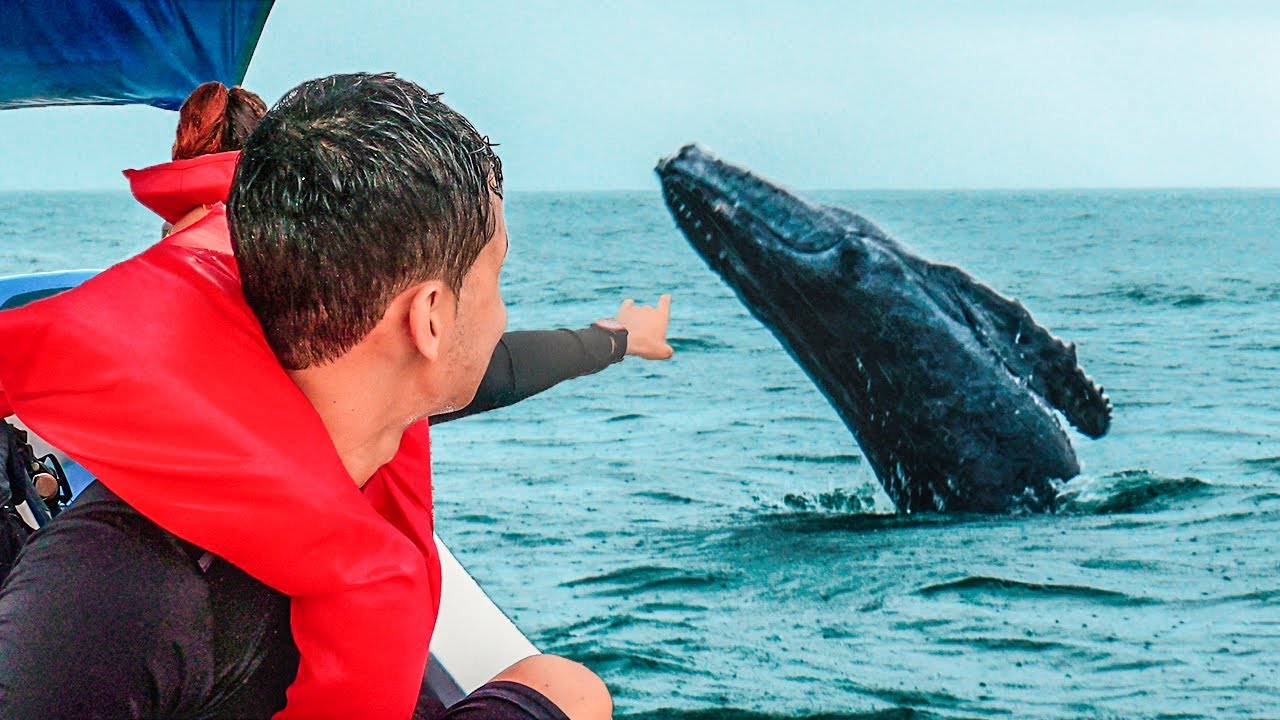BALLENAS SALTANDO EN COSTA RICA | Bahía Ballena