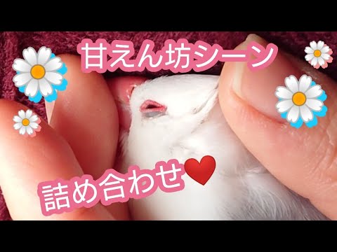 【文鳥】甘えん坊ざんまい♪詰め合わせ☆