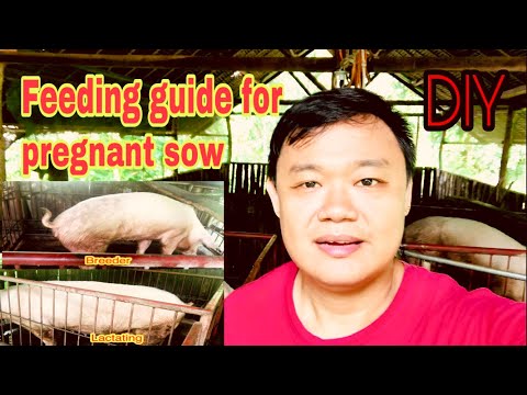 Feeding guide for pregnant sow | tamang pagpapakain sa inahing baboy | breeder feeds | Ryan Patenio