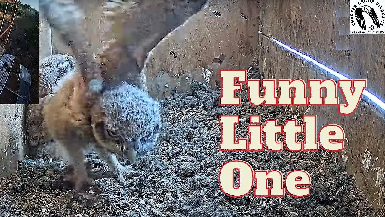 The Wow Factor: Little Owl Nestling Takes the Stage