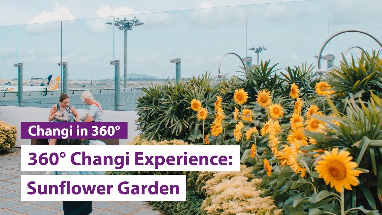 360° Changi Experience Sunflower Garden YouTube