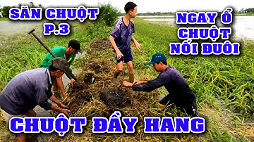 Bắt Chuột Miền Tây Tiếp Tục Trúng Ổ Chuột Dồn Nối Đuôi Bắt Đầy Lồng P.3/Catch The Mouse/NGÃ NĂM TV