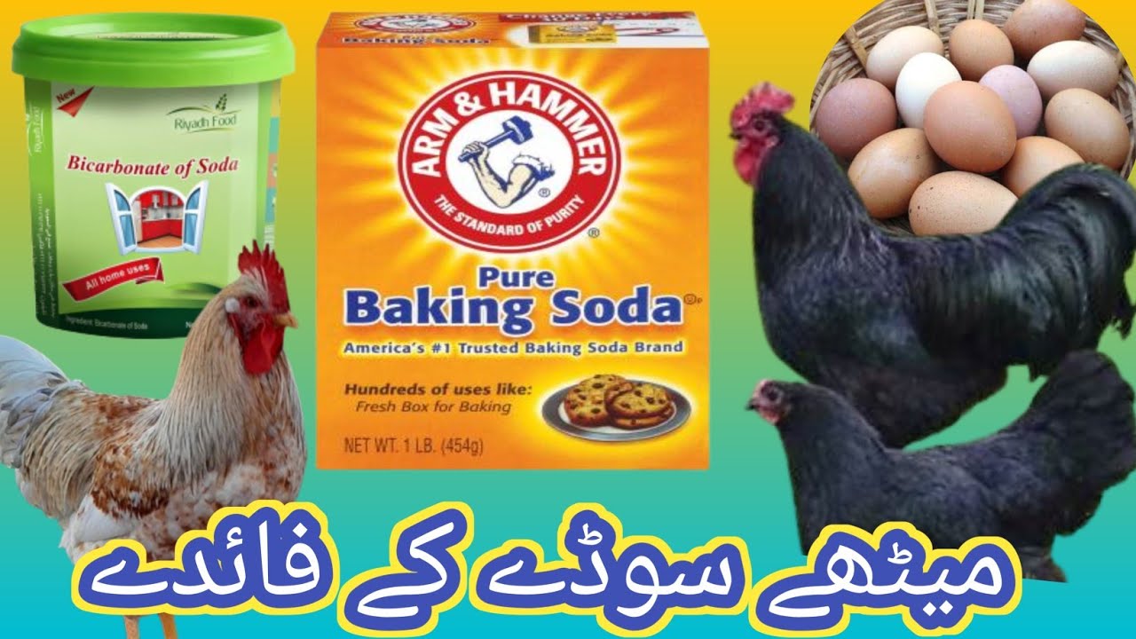 Use Of Meetha Soda Baking Soda in Chickens Birds Immunity Cure use-of-meetha-soda-baking-soda-in-chickens-birds-immunity-cure