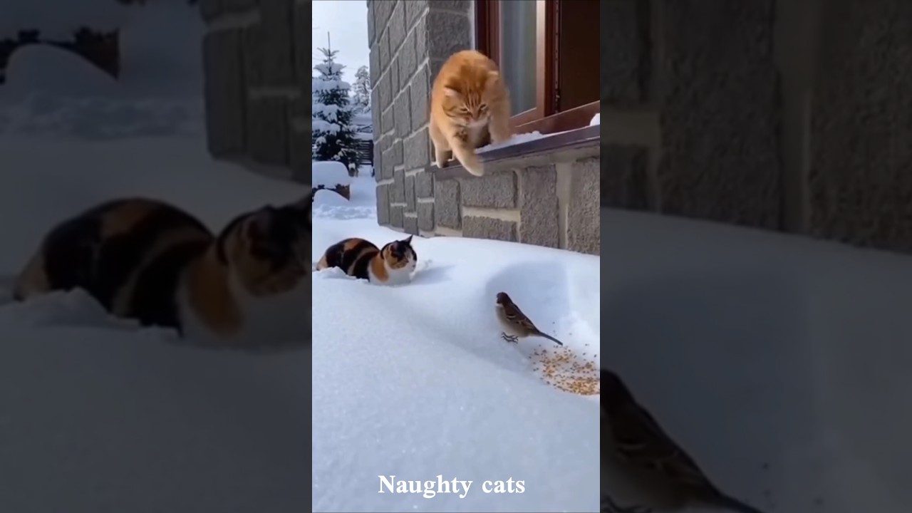 Cats Will Never Stop Being Funny 🤣