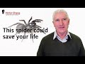 How can spider venom research help heart attack victims?