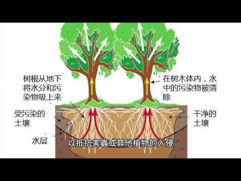 「The Secret Life of Trees」- 探索樹木的神秘世界。#secret #trees #tree #explore