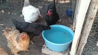 🛑 GRABÉ CUANDO FRESA PUSO UN HUEVO 🥚😱 MOMENTO EXACTO 