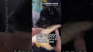 Meet two puppies who were part of a 50+ dog hoarding case in York Co.