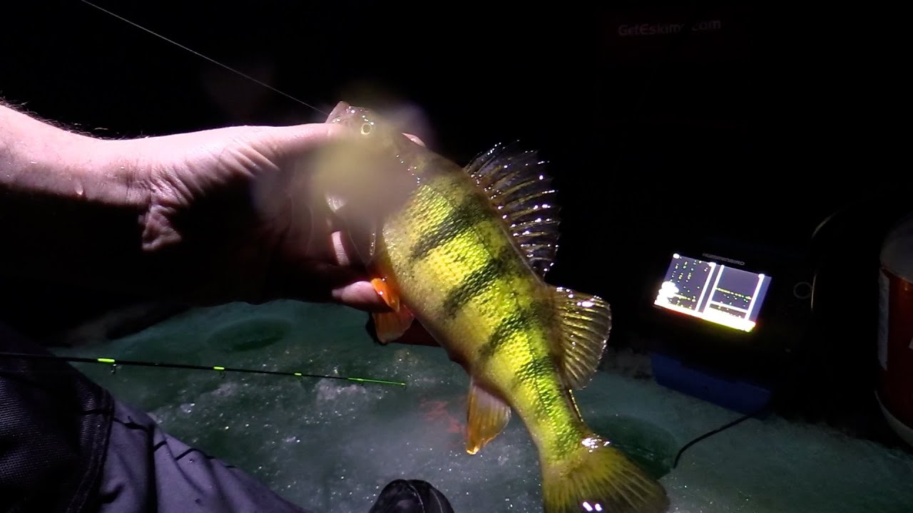 Jigging for JUMBO perch