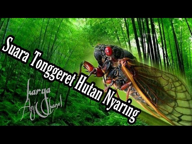 Suara Tonggeret Hutan Nyaring | The sound of forest cicadas is loud class=