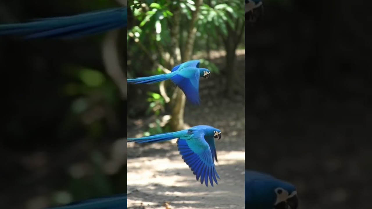 Macaw couple. mainly found in Central and South America. 