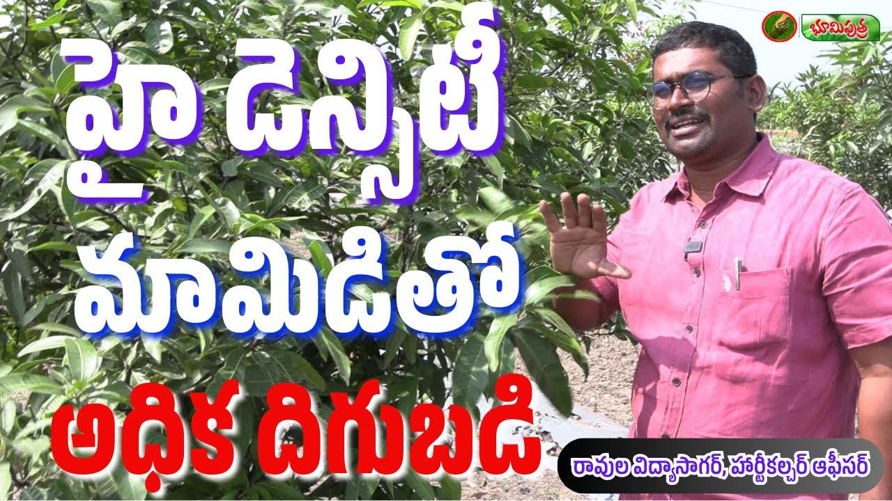 హై డెన్సిటీ మామిడితో  అధిక దిగుబడి | mango farming tips | BHOOMIPUTHRA TELUGU
