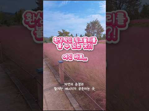가을바람+핑크뮬리 = 필승 조합💕 합천 신소양체육공원