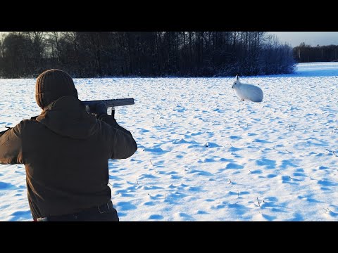 Отличная охота на Зайца по снегу. Они выходили чётко на стрелка!!!