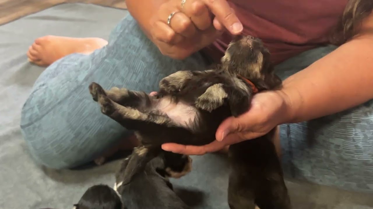Frankie / Obi - 4 week old schnauzer puppies 