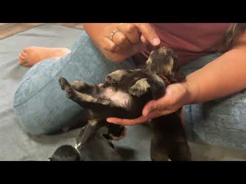 Frankie / Obi - 4 week old schnauzer puppies 