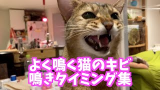 鳴きタイミング集（猫のキビ）