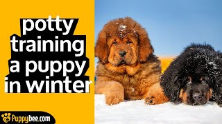 How to Potty Train your Puppy in Winter (7 tips)