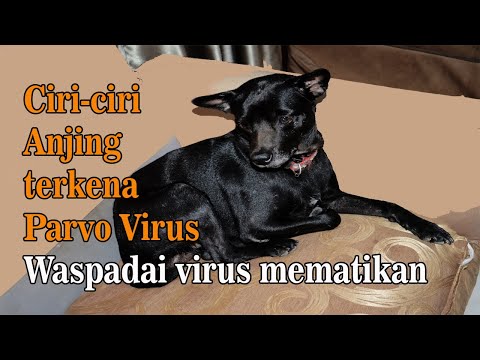 Video: Gingivitis Pada Anjing: Gejala, Penyebab, & Perawatan