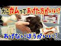 【犬の豆知識】犬にガムってあげた方がいい？あげない方がいい？