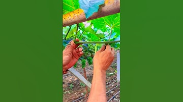 grapes 🍇 vine pruning(it