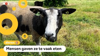 Te dikke schapen en geiten na dieet weer terug in Nieuwegein