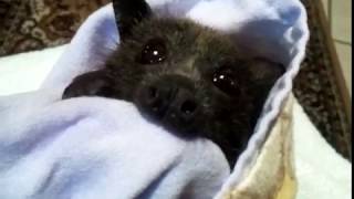 Do The Baby Bats Come Back To Visit  ?❤️🦇❤️