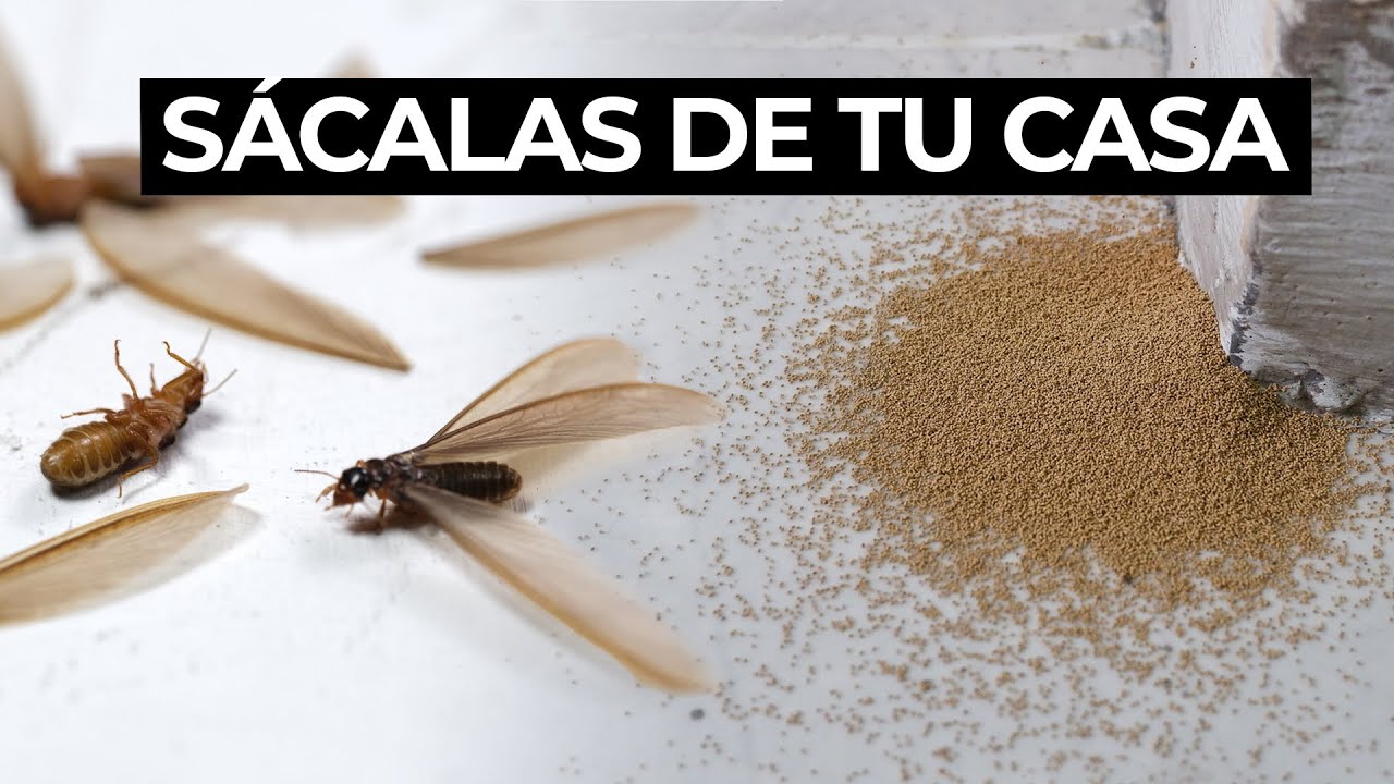 Plaga de polillas en casa