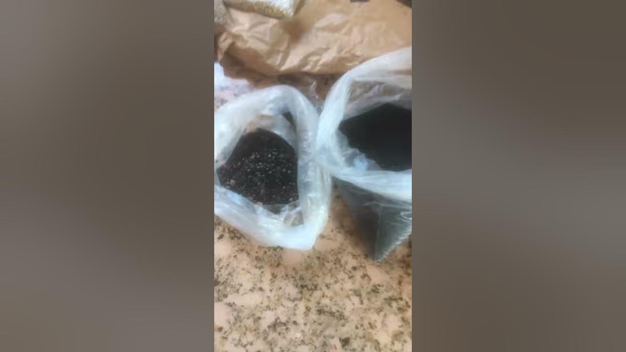 Différence entre graines de nigelle et cassia absus (habba sawda) - YouTube
