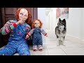 Funny Dog Gets Pranked By Chucky & Halloween Costumes!