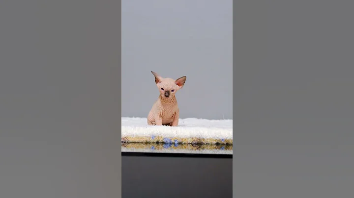 Video 6020011: sphynx male kitten