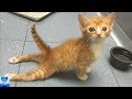 後ろ足が不自由な子猫！車椅子をプレゼントすると嬉しそうに自由に動き回る【感動】