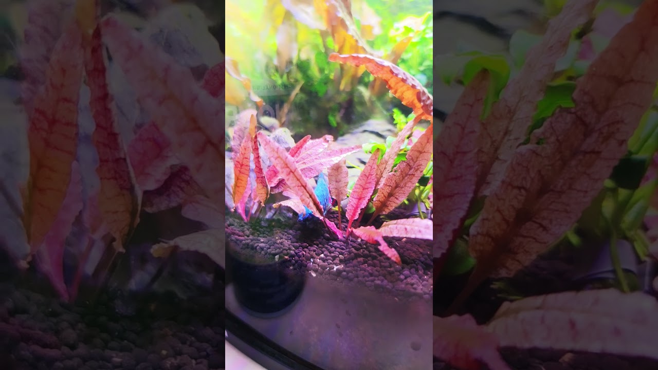 My desktop/work tank is pumping out some pretty pinks!!! #aquarium #aquariumfish #fish #aquascape 🩷🩷