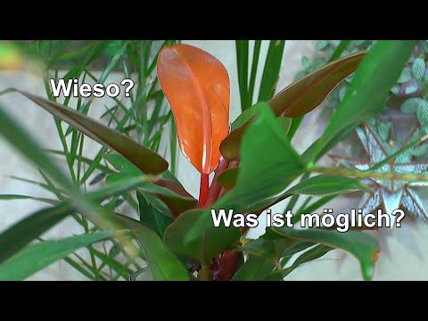 Video: Welche Pflanzen wachsen in Lavagestein?