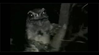 “美国青蛙成精作妖，强抢民女传宗接代”丨Frogman（2003）Mockumentary 丨Horror Scene Clip丨Urban Legends&UMA