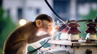 Mother Monkey Cries In The Rain After Baby Is Electrocuted Real Life Rescue Story
