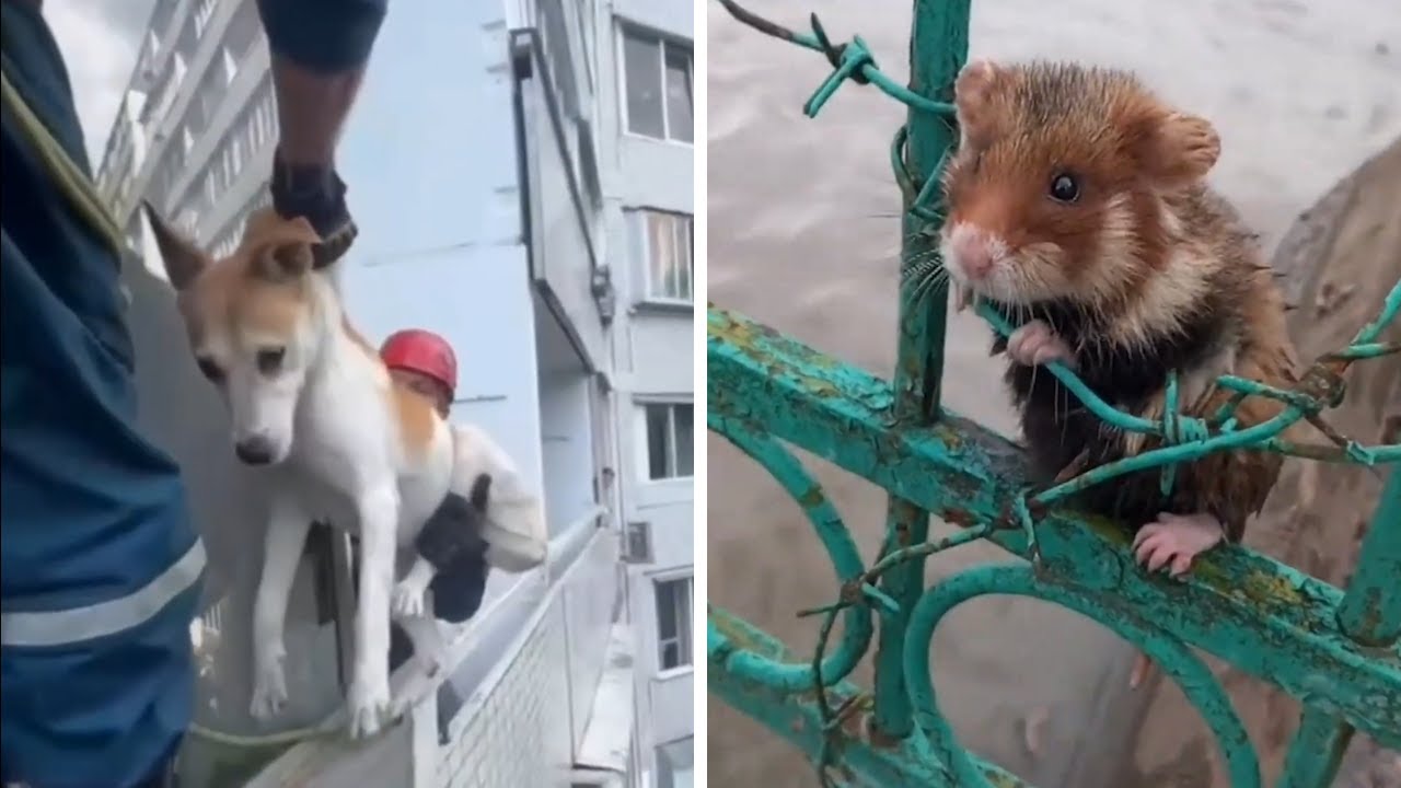 Top 20 Rescue Videos Caught on camera - YouTube