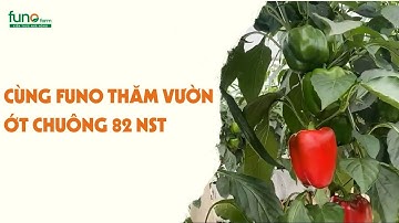 Thăm vườn ớt chuông dùng thiên địch giai đoạn 82 NST cùng FUNOFarm-FUNOFARM