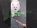 넘 귀여워 😍 4살 5kg ㅋㅋㅋ ❤️