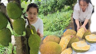 Please join me in harvesting delicious jackfruits on the farm and selling them - my farm